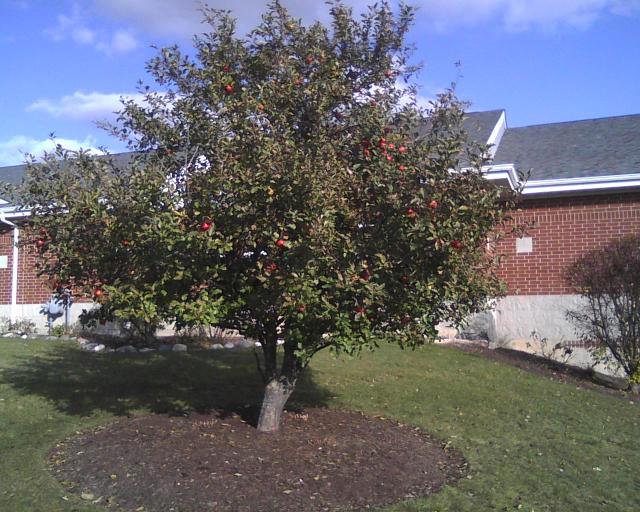 RLB Apple Tree in the Fall