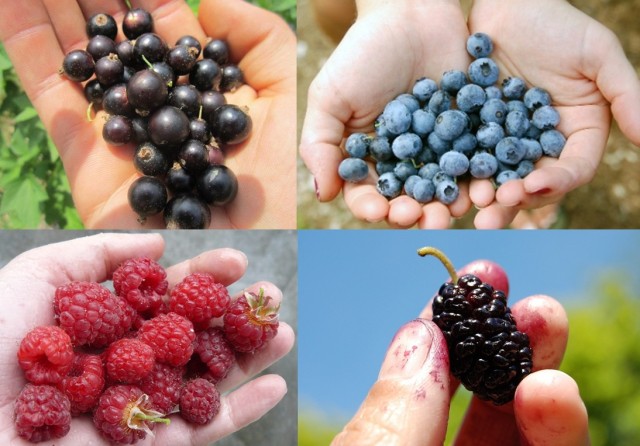 Handfuls of berries