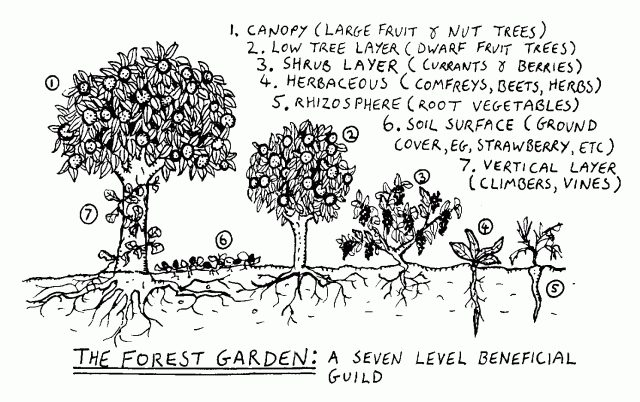 Forest Garden Layers
